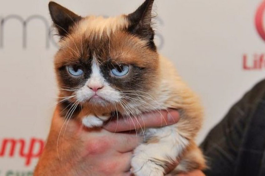 Dünyaca ünlü somurtkan kedi öldü