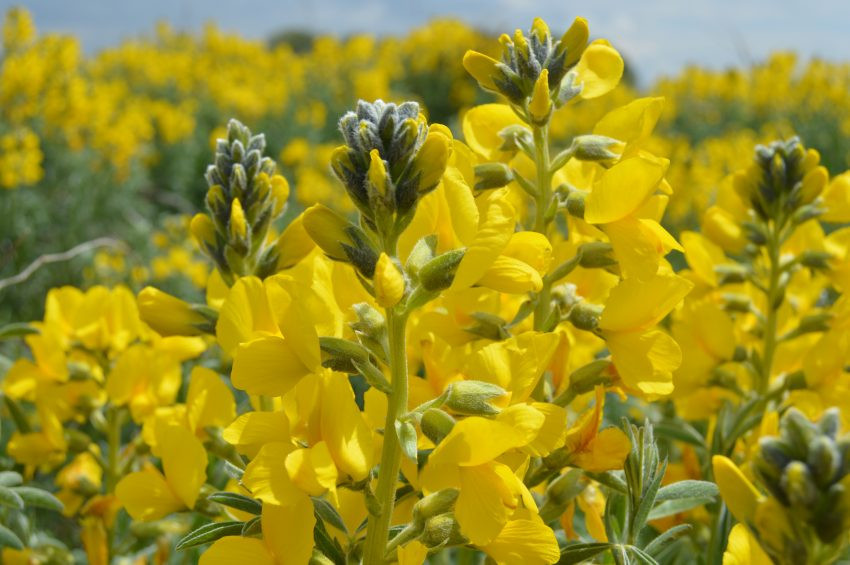 Eber sarısı bitkisini koparan 60 bin TL ceza ödeyecek