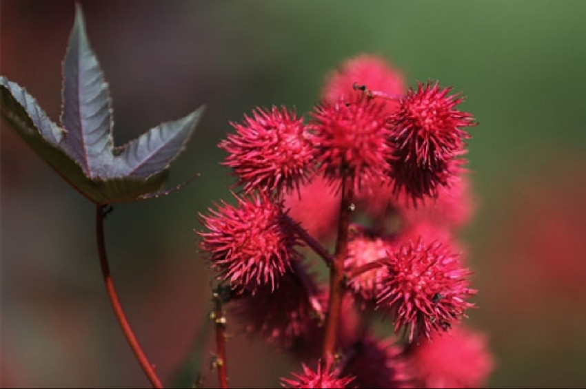 Araştırmalara göre son 250 yılda 571 bitkinin nesli tükendi.