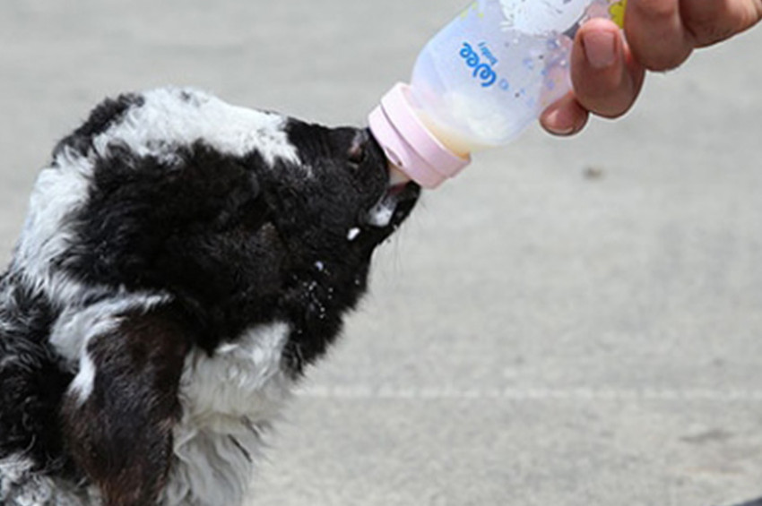 Benzin istasyonunundaki sevimli kuzu