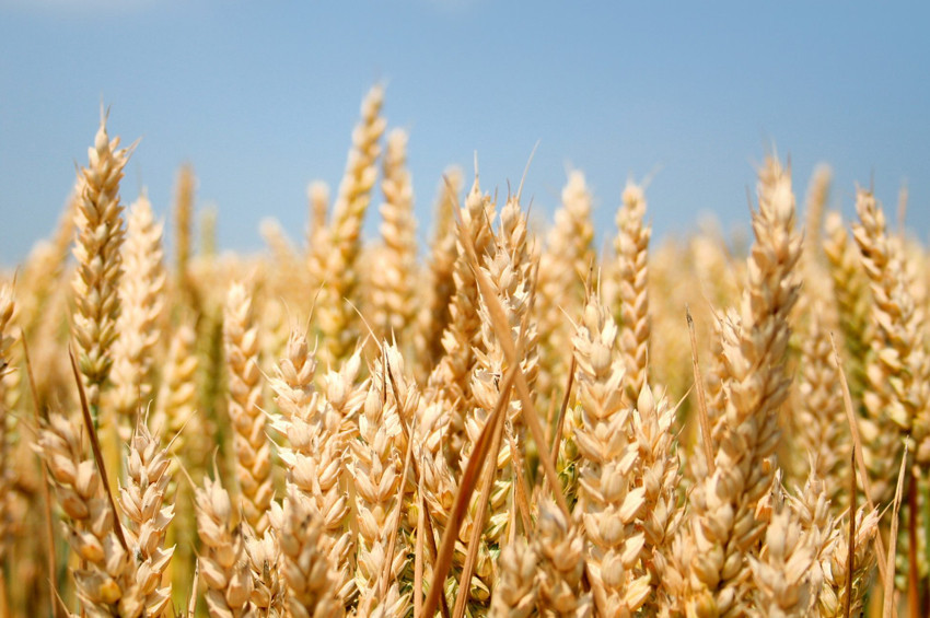 Kuraklığa dayanıklı buğdaylar