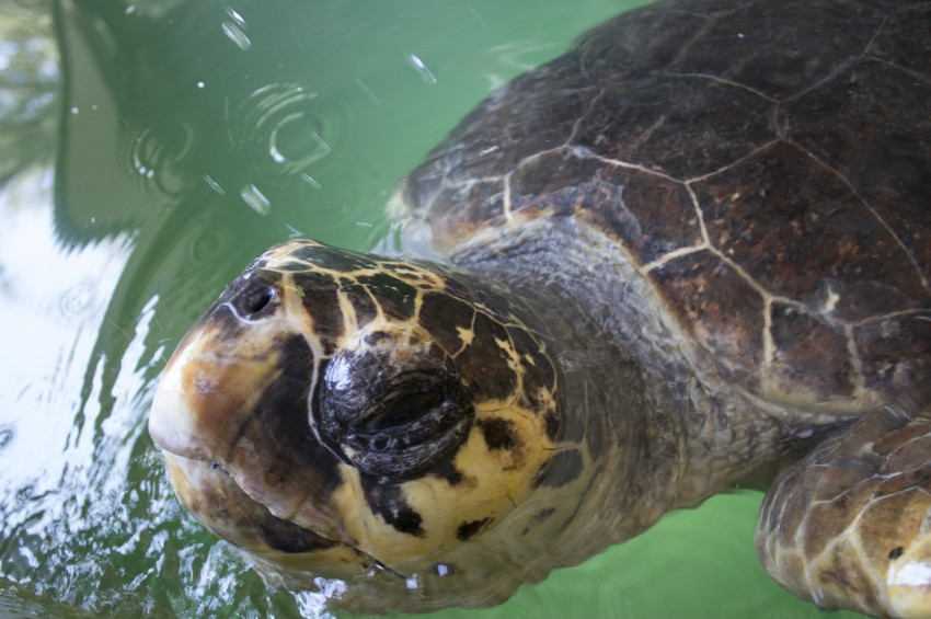 Fethiyede caretta caretta yuva sayısı 30a ulaştı