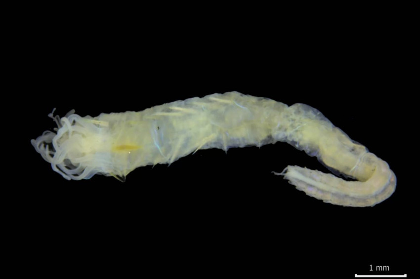 Gözü poposunda olan deniz solucanı