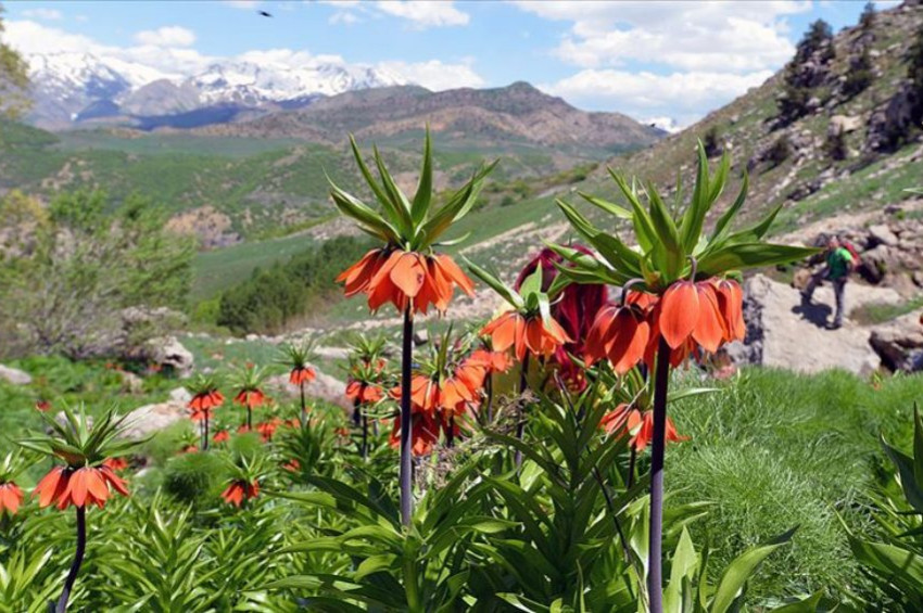 Ters laleleri toplayanlar 180 bin lira ceza ödedi