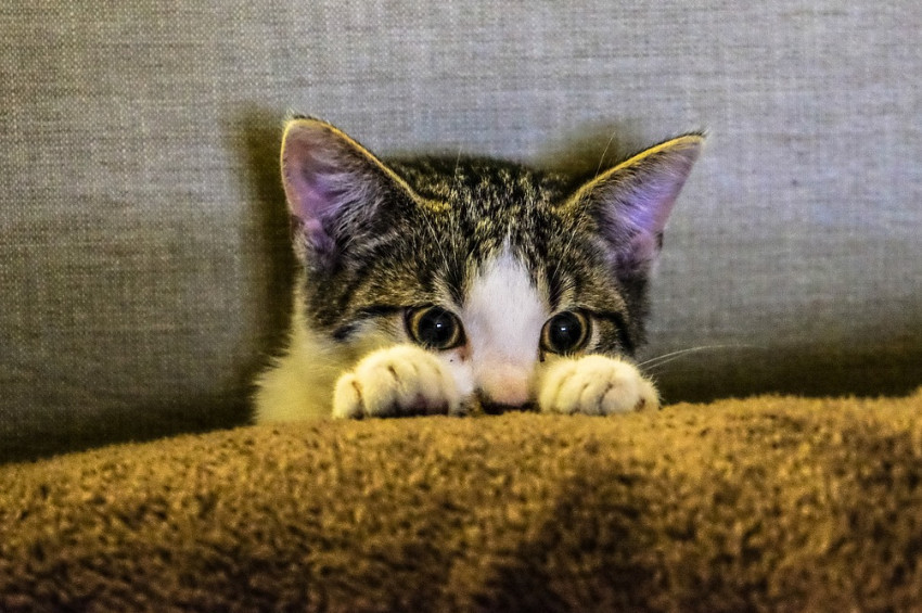 Kedisinin tırnaklarını sökenlere kötü haber