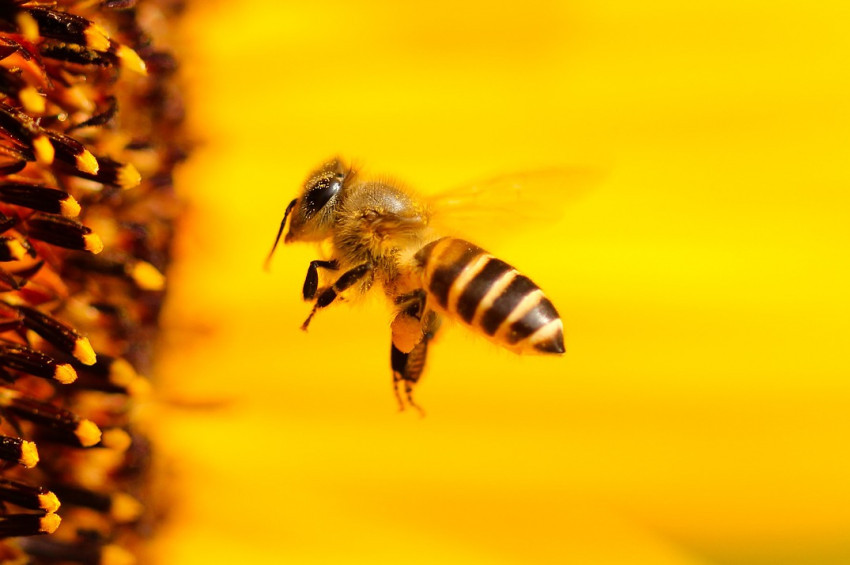 Arı sokması ve böcek ısırmasına karşı bilinmesi gerekenler