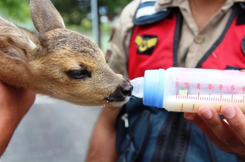Yaralı karaca yavrusuna jandarma sahip çıktıc