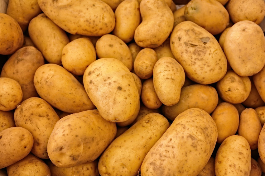 İnegölde 40 bin ton patates hasadı bekleniyor