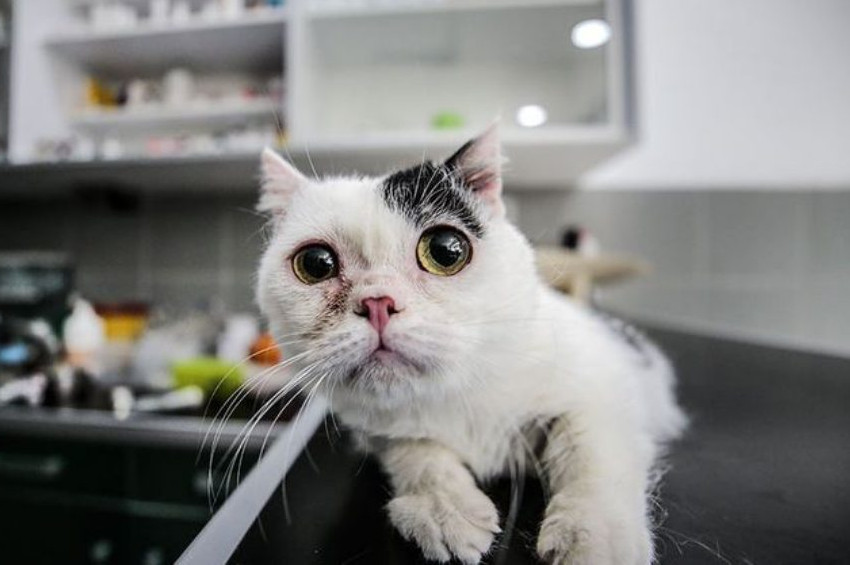 10 santimetrelik Cüce kedi Kaju