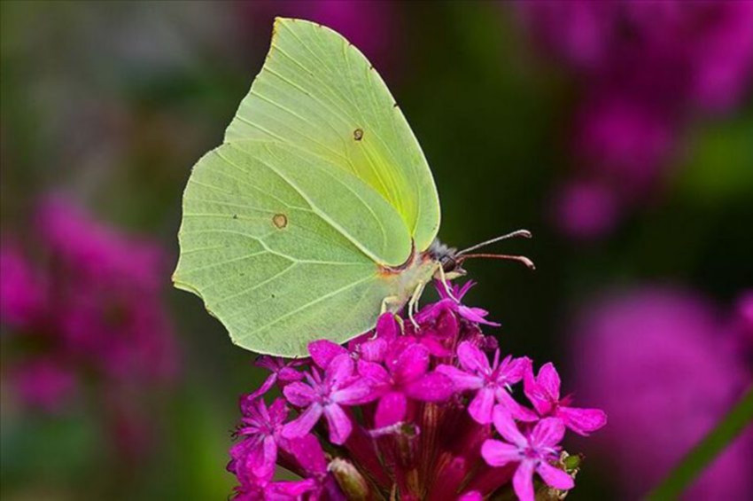 Burdurda yeni kelebek türü keşfedildi