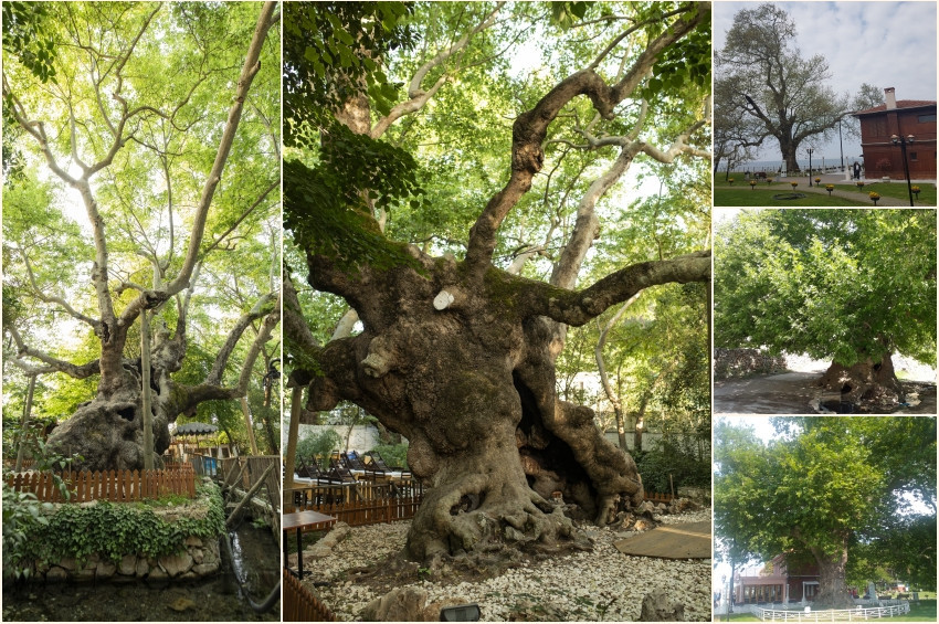 Türkiyede kaç anıt ağaç var?