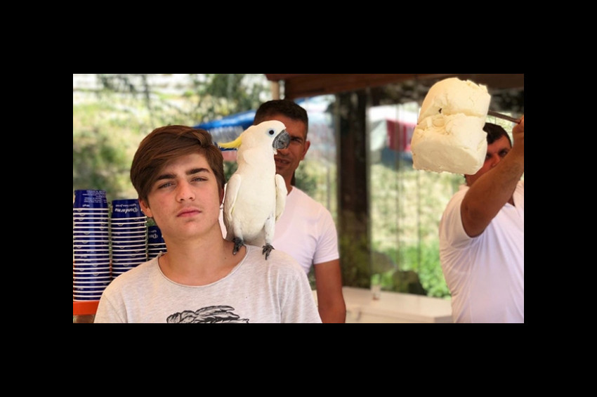 Papağanın dondurmacıyla imtihanı güldürdü