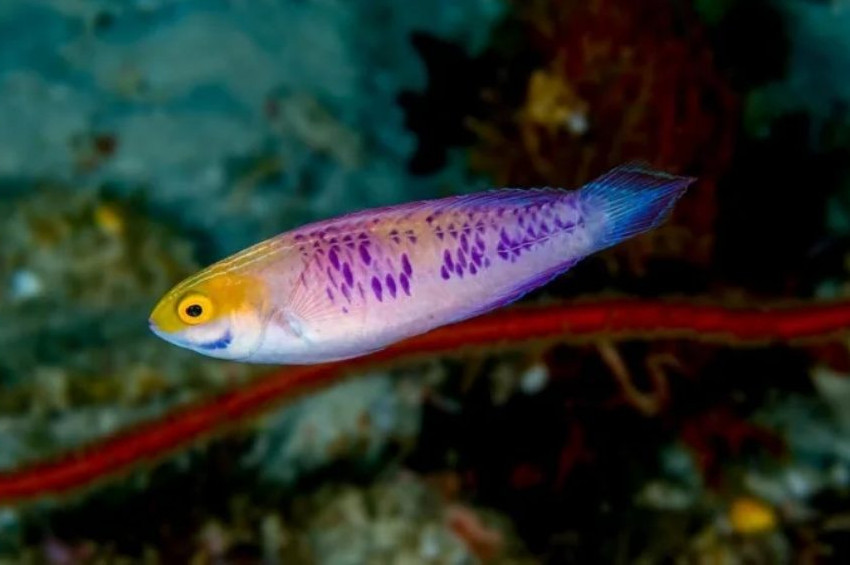 Afrikada keşfedilen yeni balık türüne Wakanda adı verildi