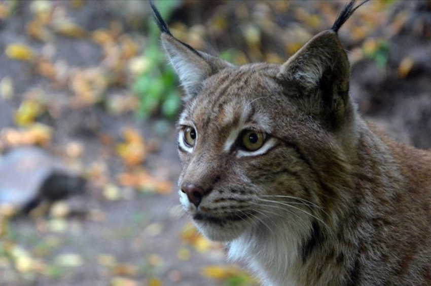 Türkiyede vaşakların boyları neden küçüldü?