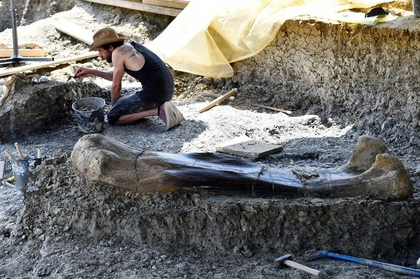 2 metre boyunda 500 kilo ağırlığında dinozor kemiği bulundu