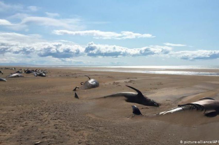 İzlandada karaya vurmuş 50 balina bulundu