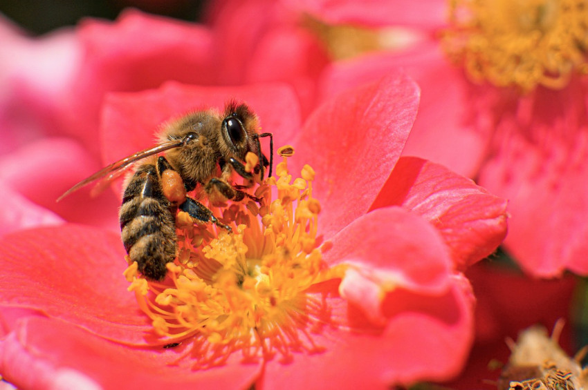 İngilterede Türk Arısı alarmı!