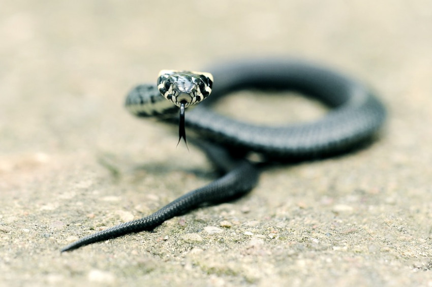 Kendisini sokan yılanı ısırarak öldürdü