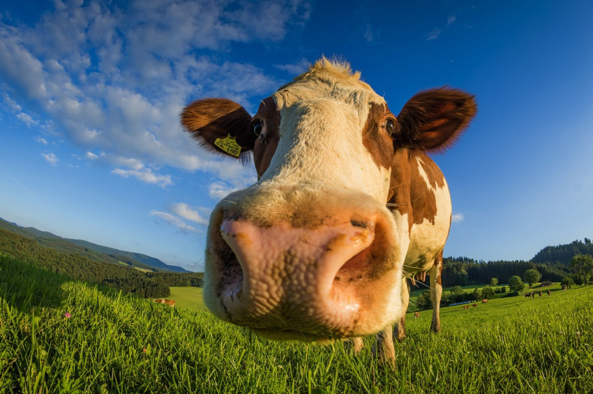 Otçul canlılar etçil canlılardan daha şişman