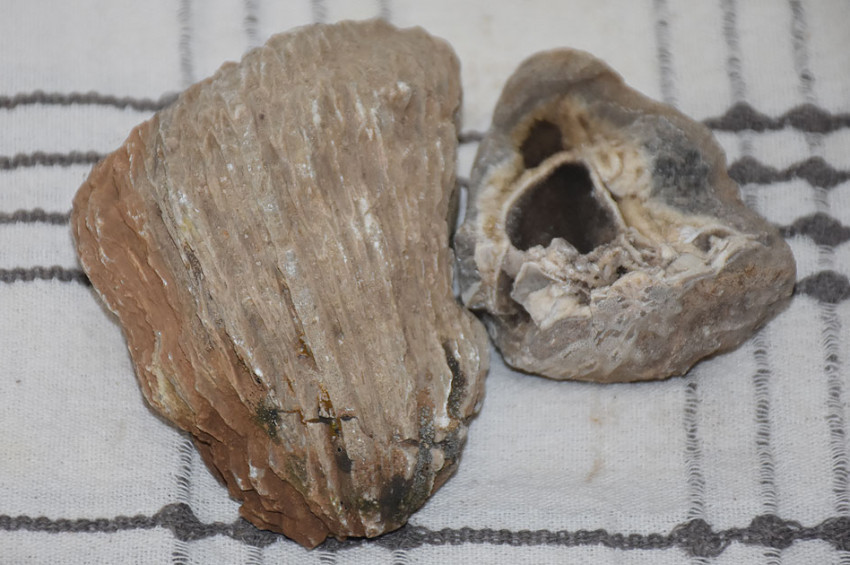 Adıyamanda çok sayıda fosil bulundu