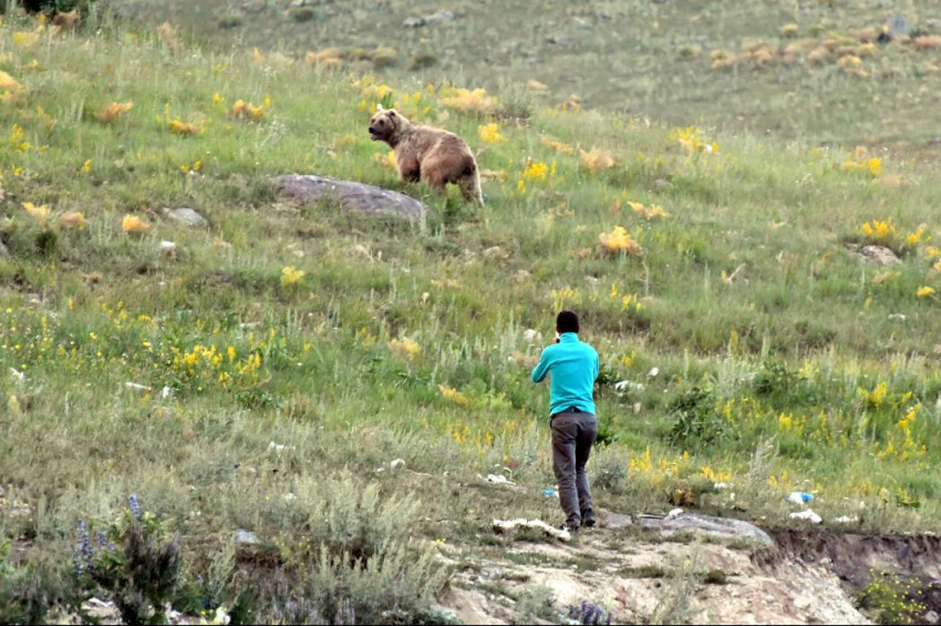 Vahşi bozayılarla selfi çekmeye çalışıyorlar