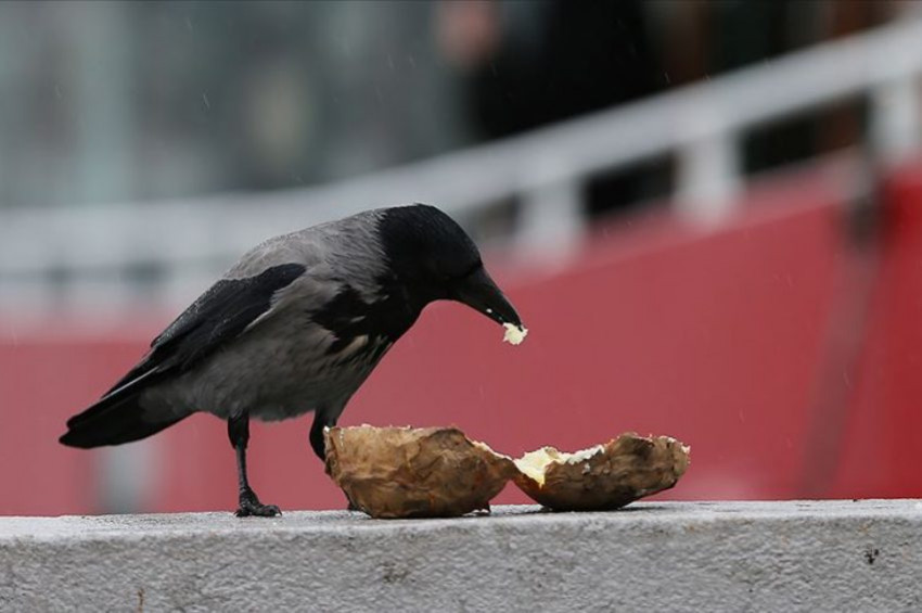 Fast food yiyen kargaların da kolesterolü arttı