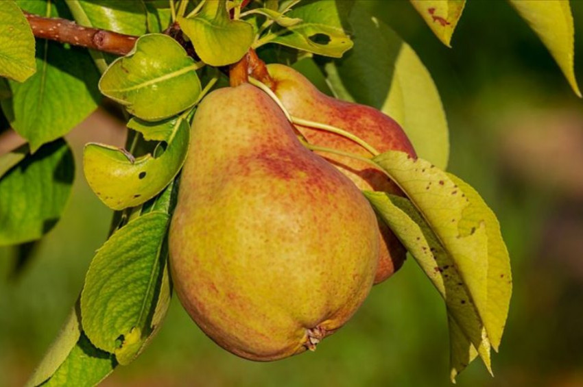 Armut zayıflamak için ideal meyve