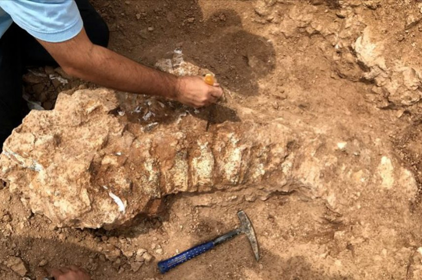 Kurutlu fosil yatağından fosil fışkırıyor