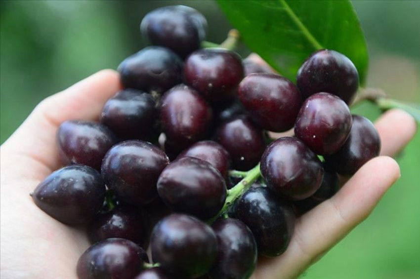 89 karayemiş türü koruma altına alındı