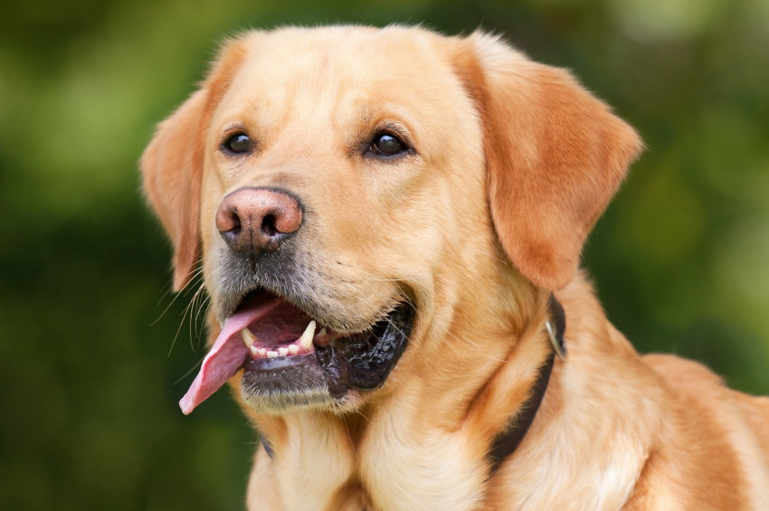 Norveçte köpekleri öldüren gizemli hastalık