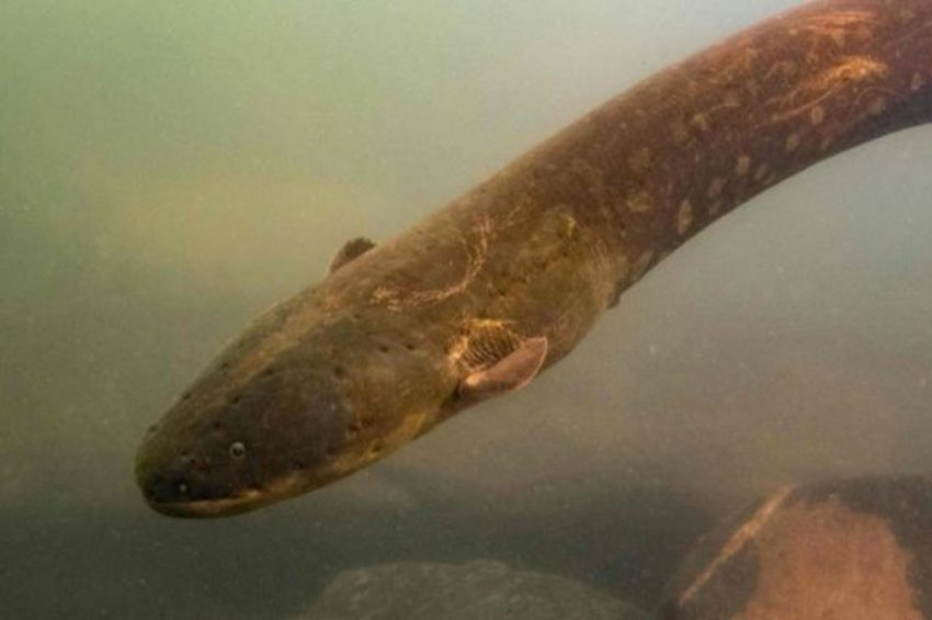 860 volt elektrik üretebilen yılan balığı keşfedildi