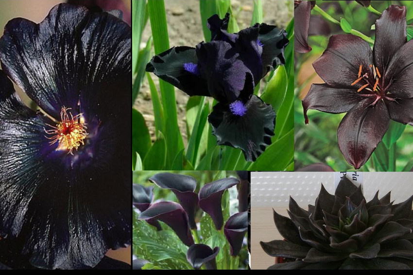 Yıldızlı Petunyalar, siyah çiçekler ve Gotik bahçeler