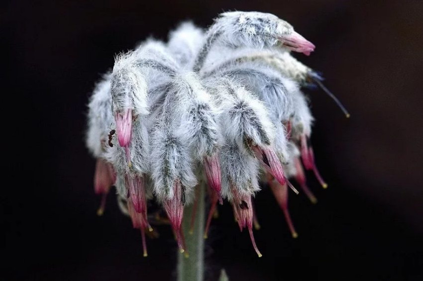 Sadece Denizlide yetişen çiçek keşfedildi