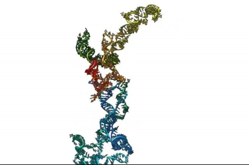 RNA molekül yapısının 3 boyutlu görseli oluşturuldu