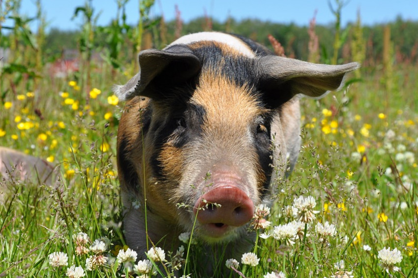 Domuzlar da alet kullanabiliyormuş