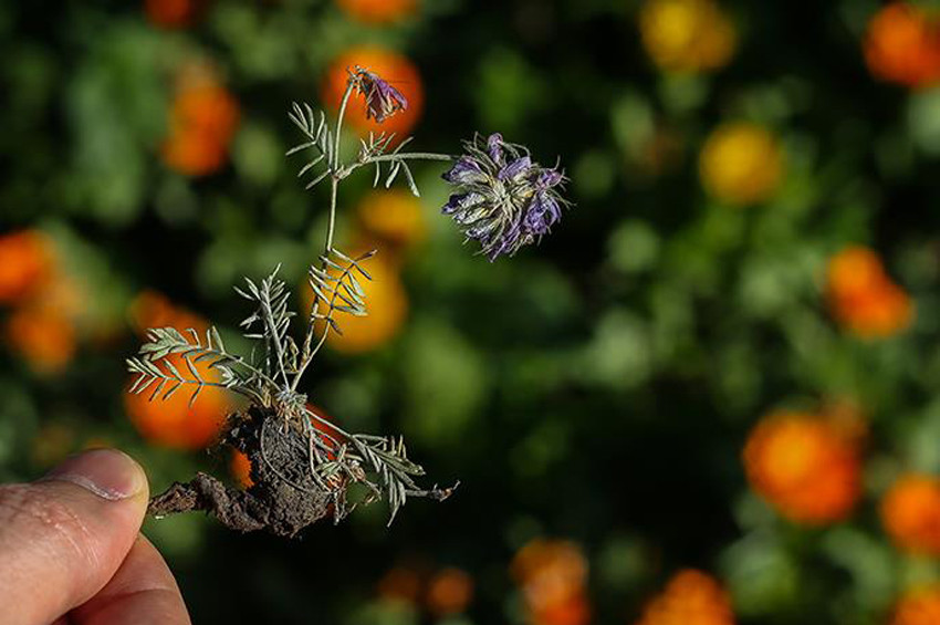 Mide sağlığı için 7 öneri 3 bitki çayı formülü