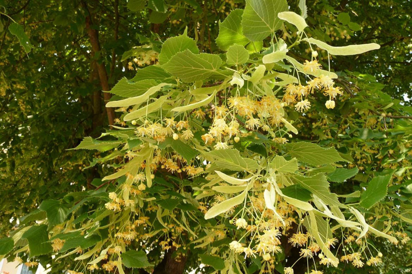 Kışın iç Isıtacak sağlıklı 10 gıda