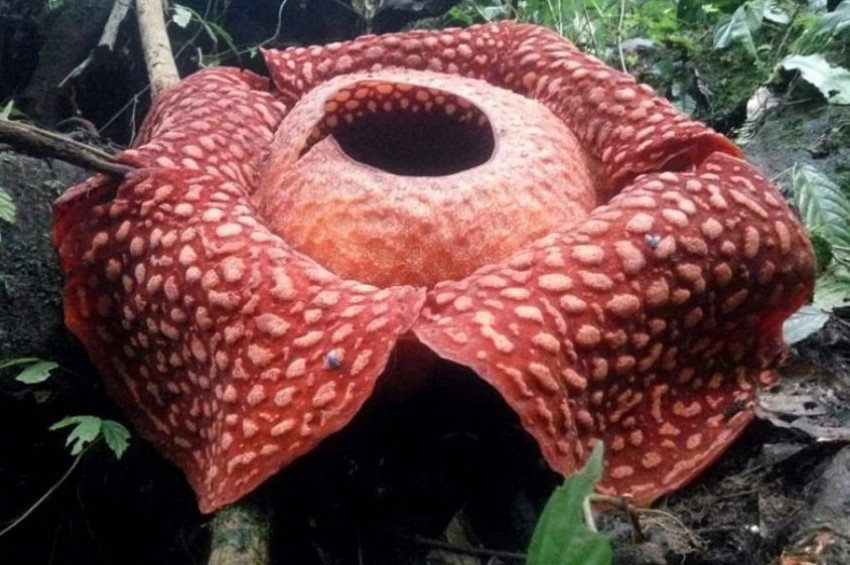 Dünyanın en büyük çiçeği: Raflesya