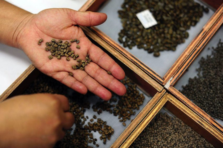 Ankarada antik tohum tartışması