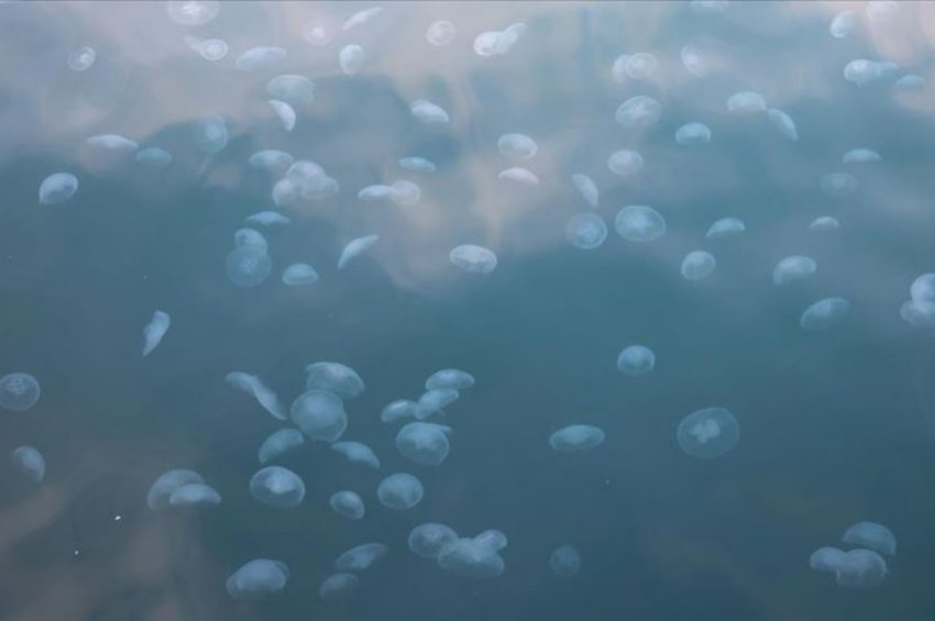 Marmara Denizinde denizanası alarmı