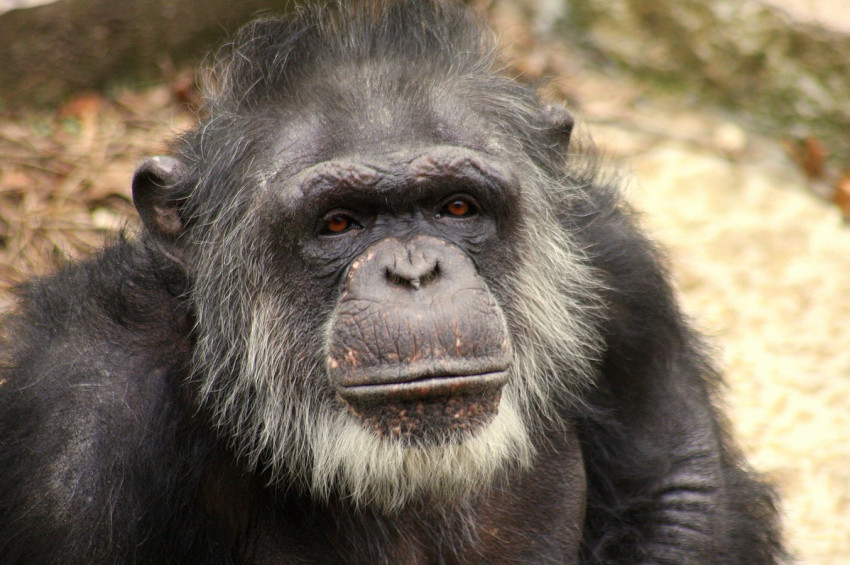 Yaşlı şempanzeler eski dostlarına vefa gösteriyor