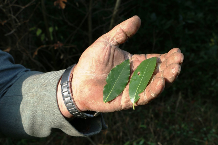 OGMnin Defne Eylem Planı başarıyla sürüyor