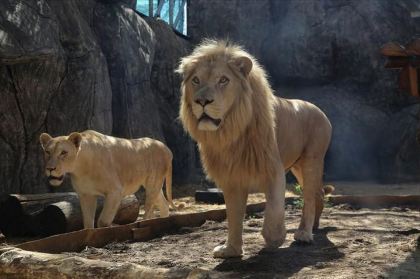 Türkiyeli Aslan ve Kaplanlar türlerinin umudu oldu