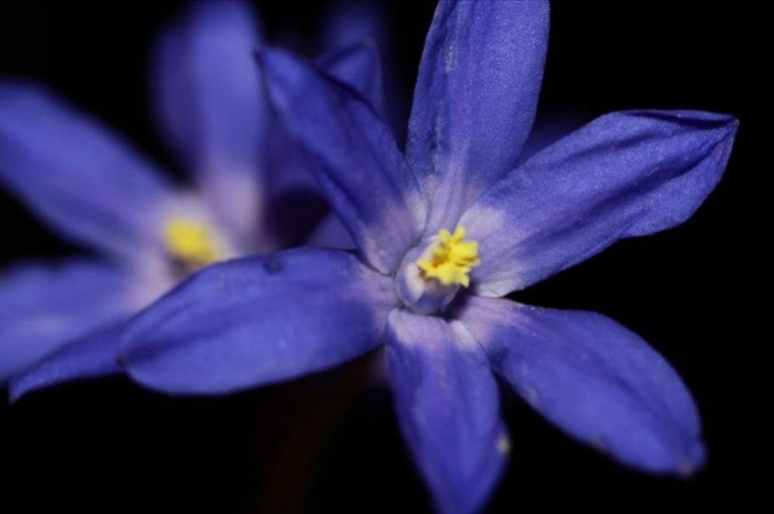 Babadağda 500 farklı bitki tespit edildi