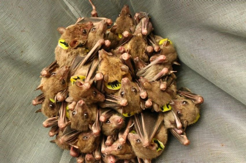 Yarasaların kendi aralarında tartıştıkları keşfedildi