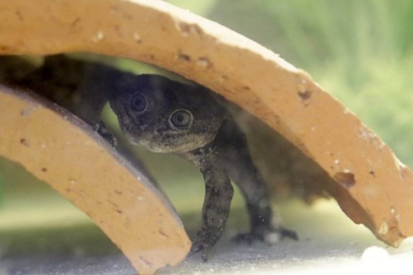 31 hayvan ve bitki türünün soyu kurudu