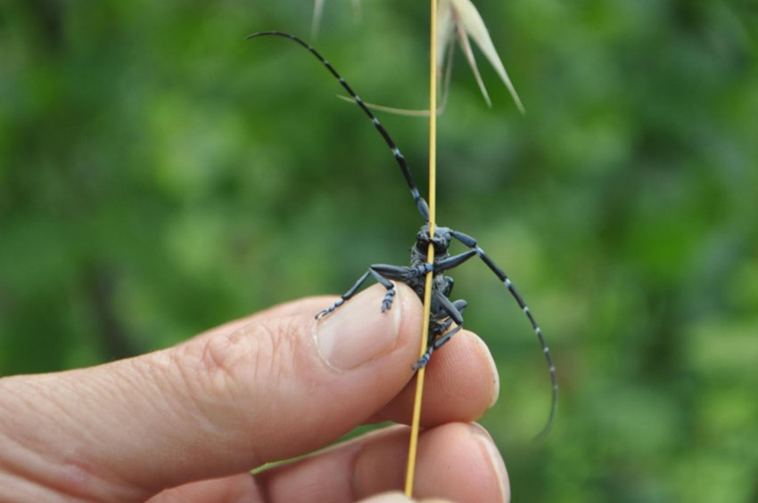 Trabzonda Drakula böceği kabusu sürüyor