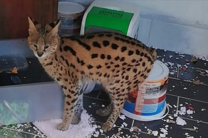 Sakaryada Afrika yaban kedisi yakalandı