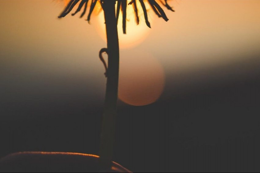 Yüz milyon yıl önce yaşamış bir çiçek türü keşfedildi