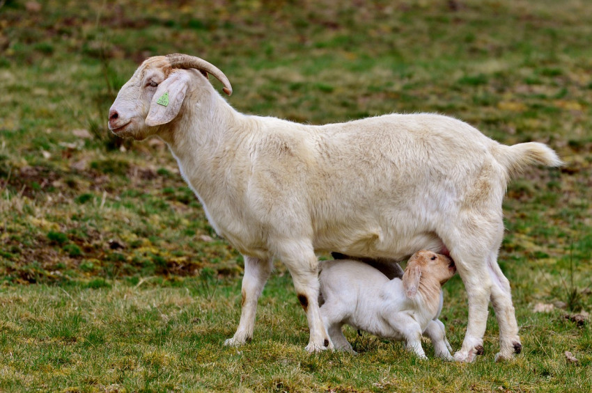 Keçi sütünde Koronavirüse karşı etkili protein keşfedildi